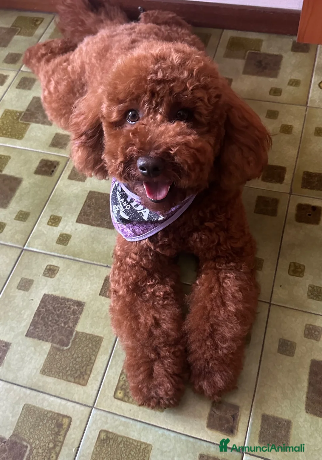 Barboncino cani per accoppiamento: Accoppiamento  - Annuncio 1