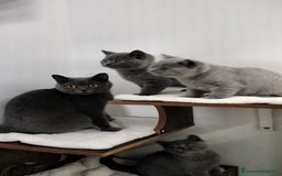 British gatti in vendita: British shorthair cuccioli  a Provincia di Verona - Immagine 6