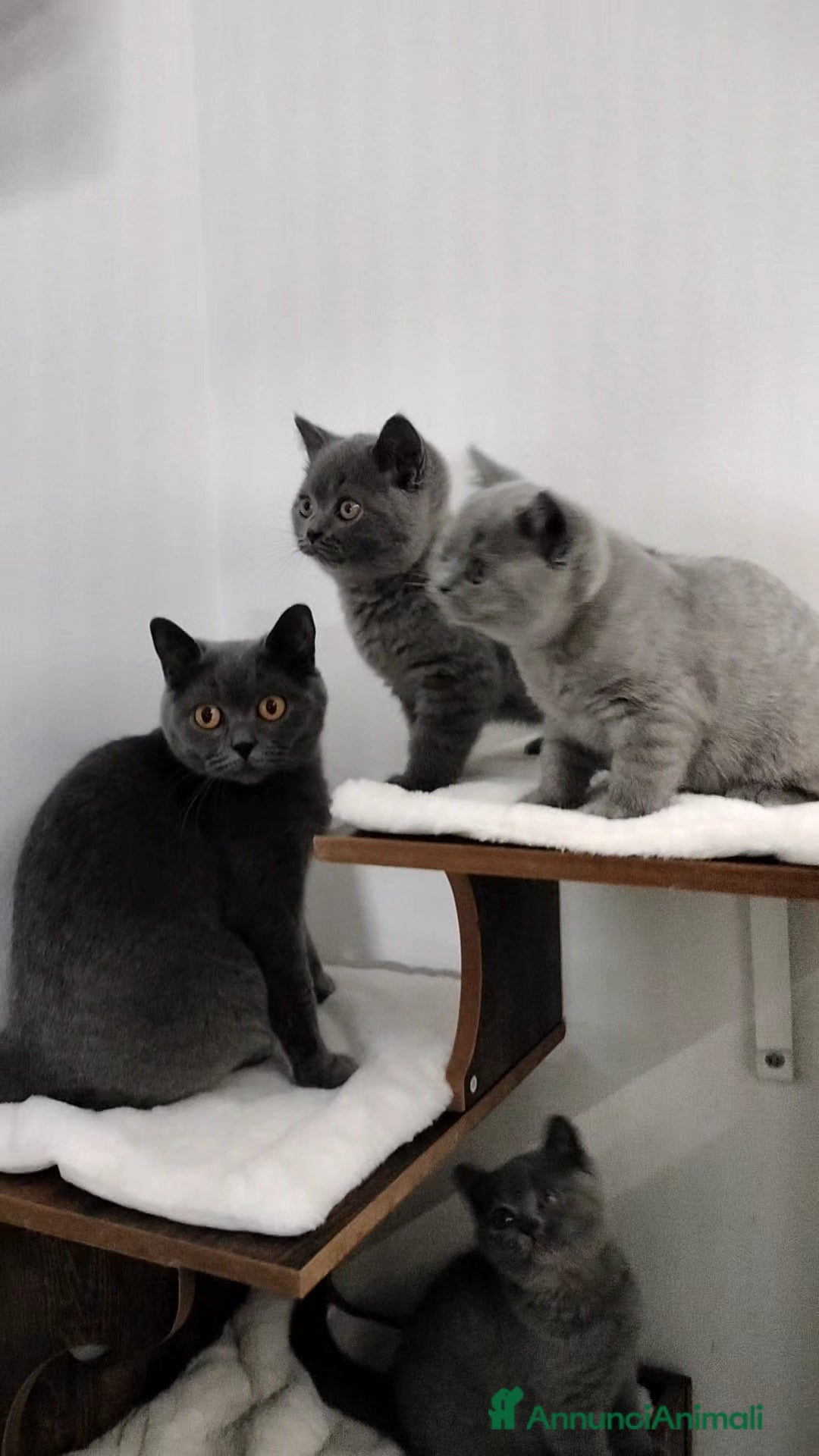 British gatti in vendita: British shorthair cuccioli  a Provincia di Verona - Immagine 6