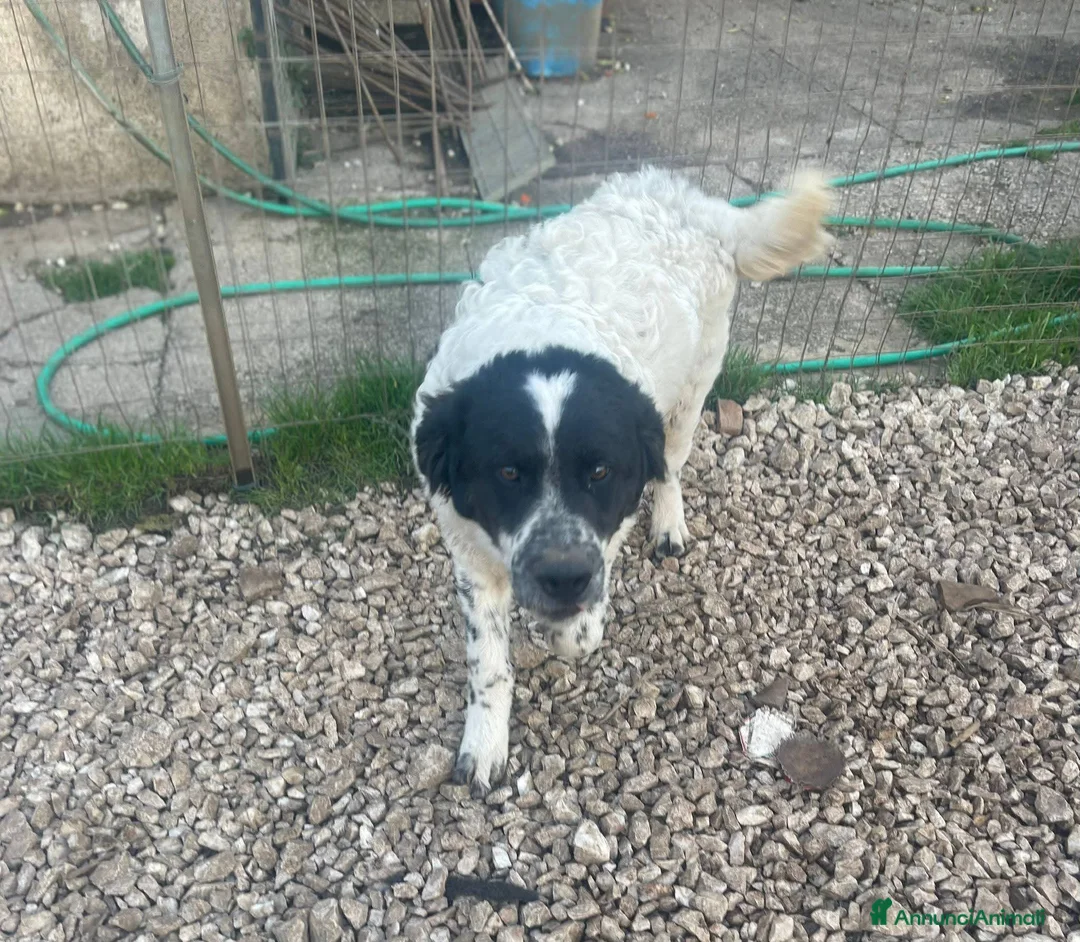 Meticcio cani in regalo: 2 mesi mix maremmano  - Annuncio 2