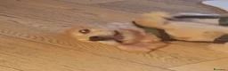 Golden Retriever cani in vendita: cucciolo maschio crema di golden retriever 5 mesi - Annuncio 7