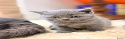 Scottish gatti in vendita: Gattini Scottish  a Provincia di Reggio Emilia - Annuncio 7