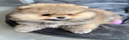Spitz cani in vendita: Pomerania Spitz nano  - Annuncio 3
