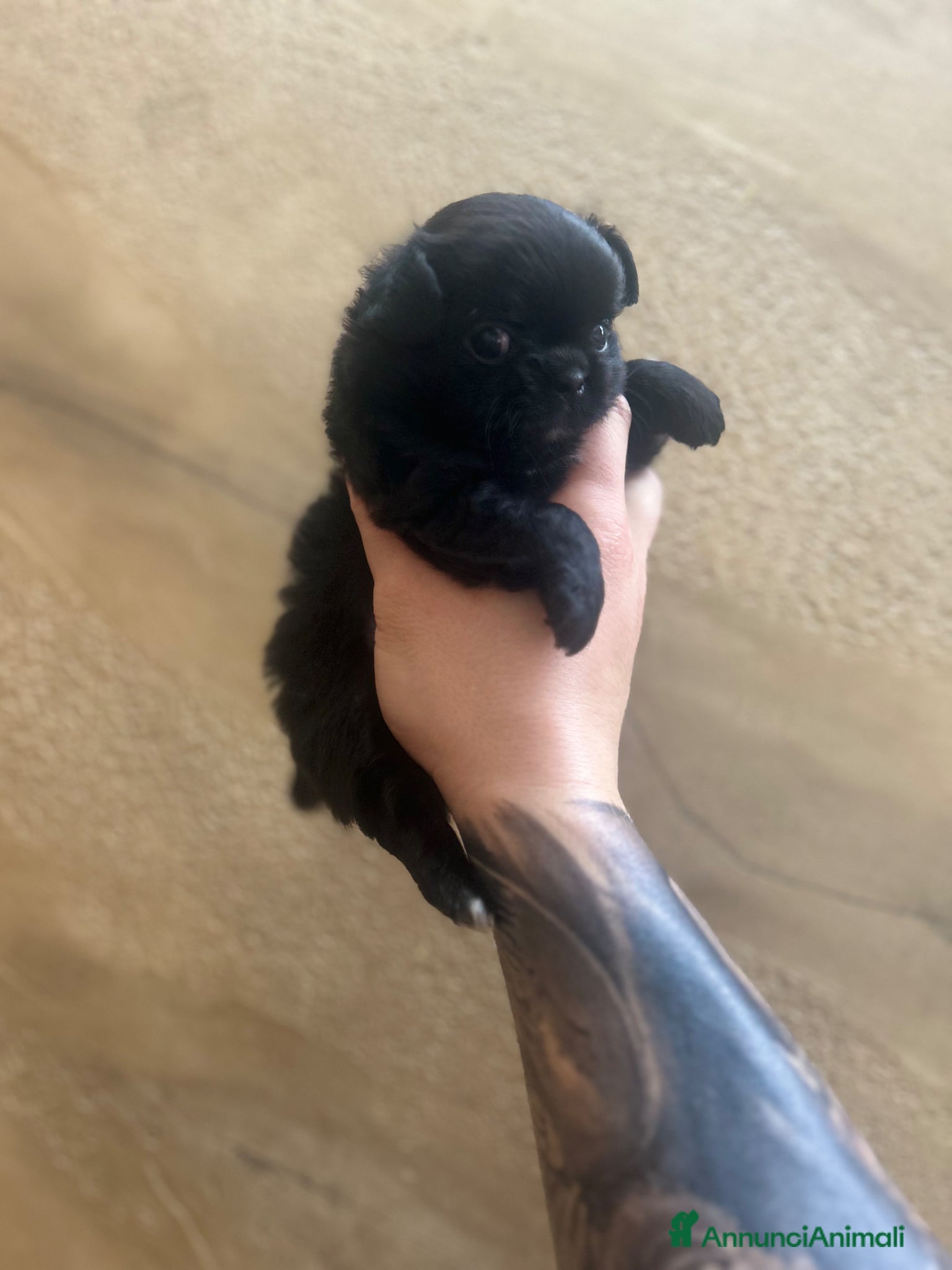 Chihuahua cani Chihuahua femmina - Annuncio 23