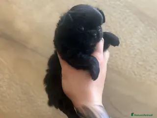 Chihuahua cani Chihuahua femmina - Annuncio 2