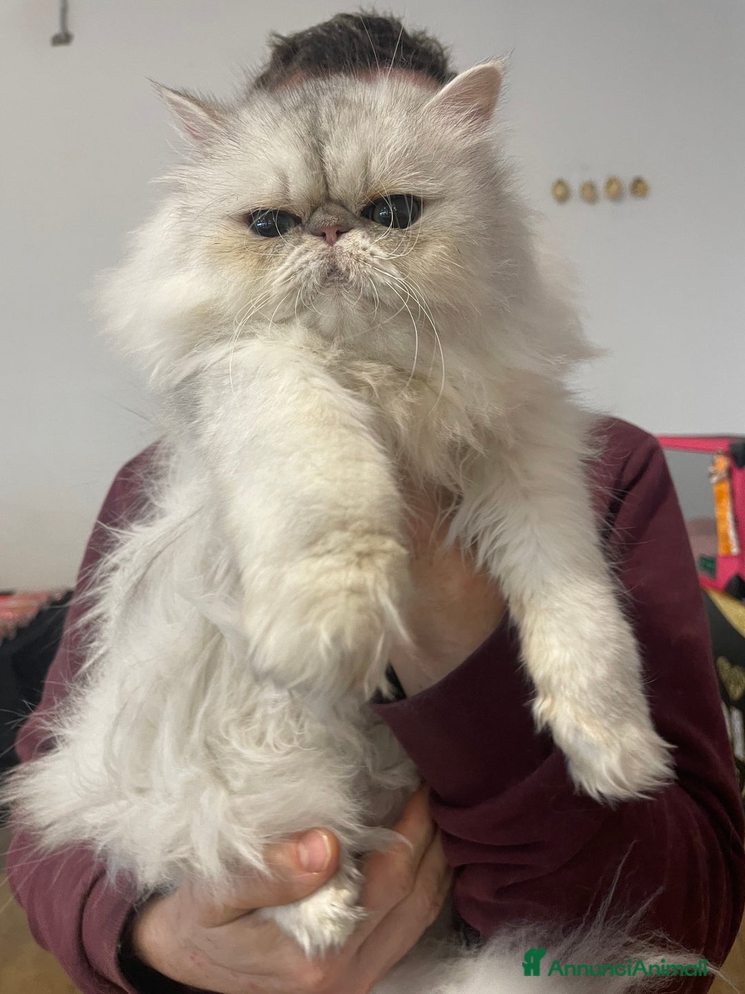 Persiano gatti in vendita: gatta persiana blu silver con pedigree - Annuncio 8