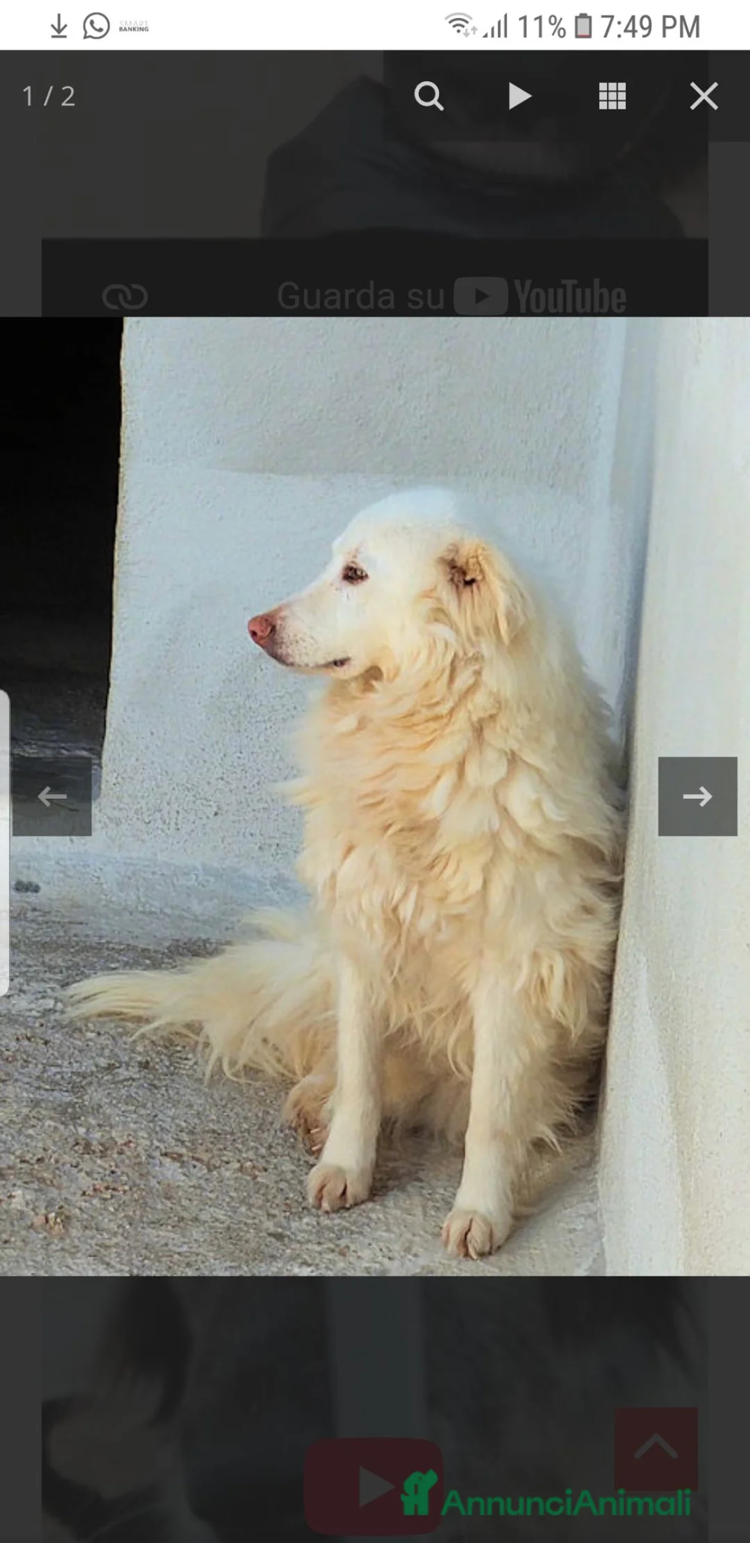 Meticcio cani in regalo: PETRA Maremmana-Golden timidina, 6 anni - Annuncio 1