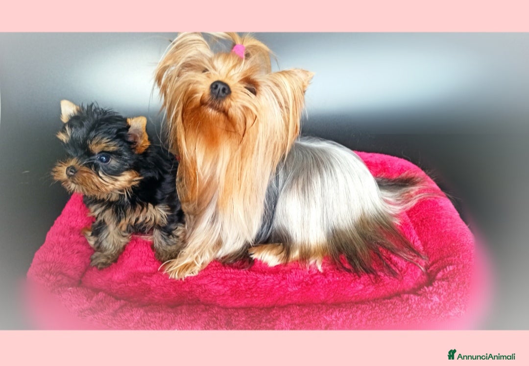Yorkshire cani in vendita: Yorkshire toy a Provincia di Vicenza - Annuncio 13