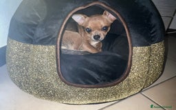 Chihuahua cani in vendita: Chihuahua femmina pedigree pelo corto fawn - Immagine 2