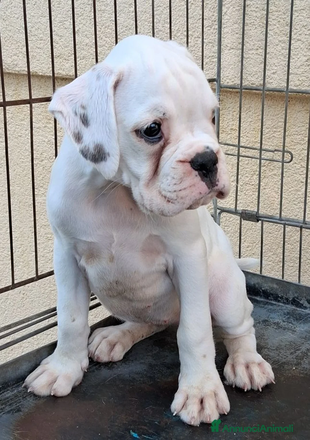 Boxer cani in vendita: boxer cucciola - Annuncio 2