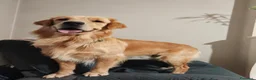 Golden Retriever cani per accoppiamento: Golden retriever americano - Annuncio 2