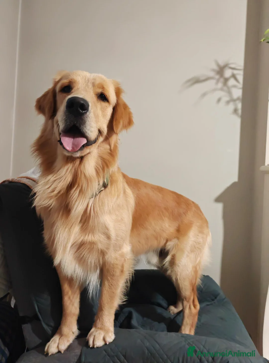 Golden Retriever cani per accoppiamento: Golden retriever americano - Annuncio 2