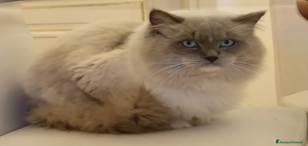 Immagine della galleria {{count}}