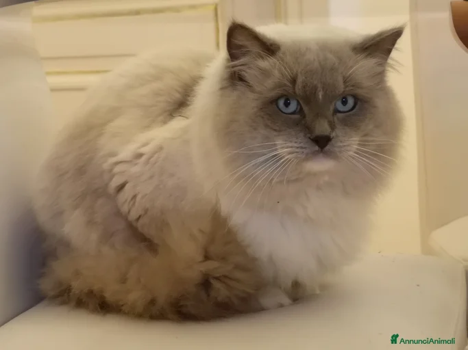 Immagine della galleria {{count}}