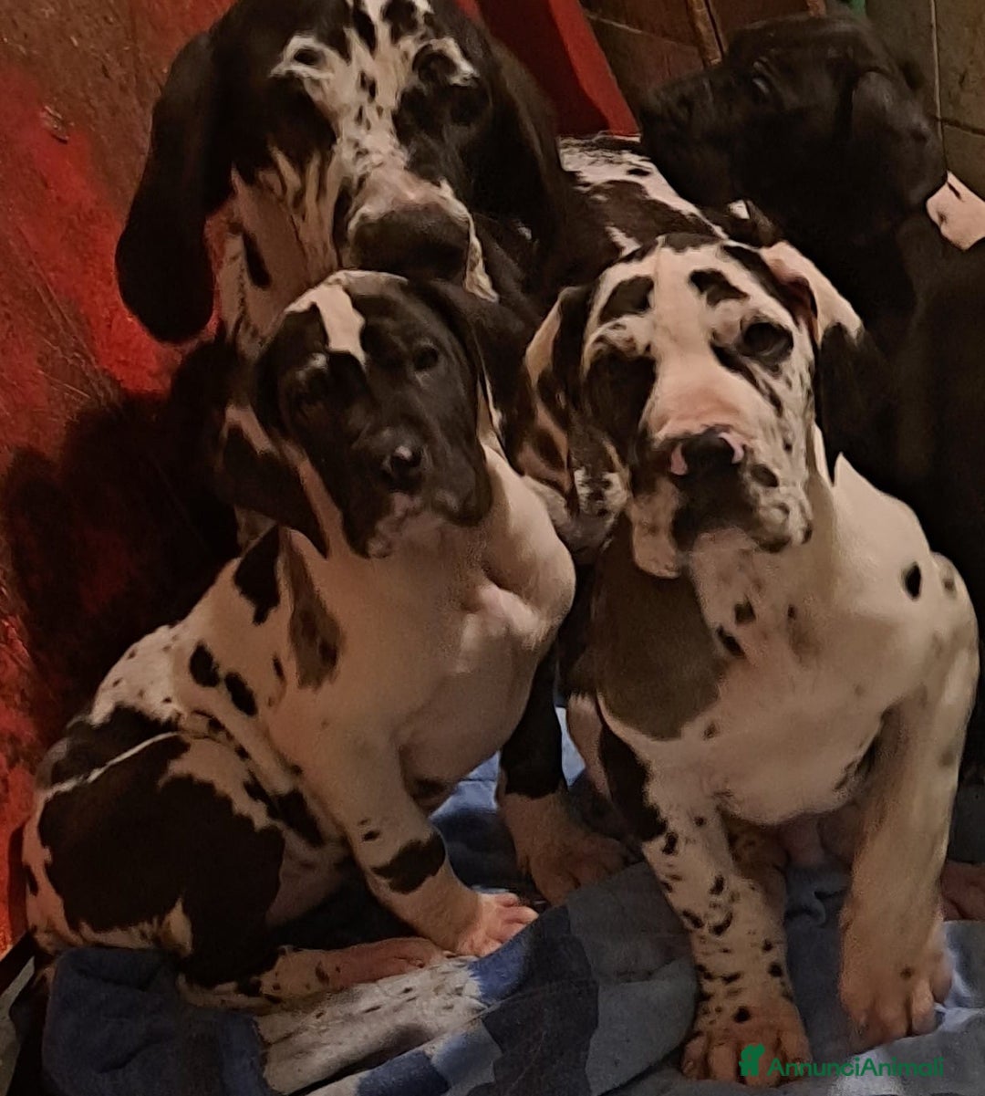 Alano cani in vendita: Alano arlecchino a Provincia di Cremona - Immagine 3
