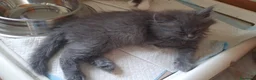 Siberiano gatti in vendita: Cucciolini di gatto siberizno cresciuti in casa - Annuncio 11