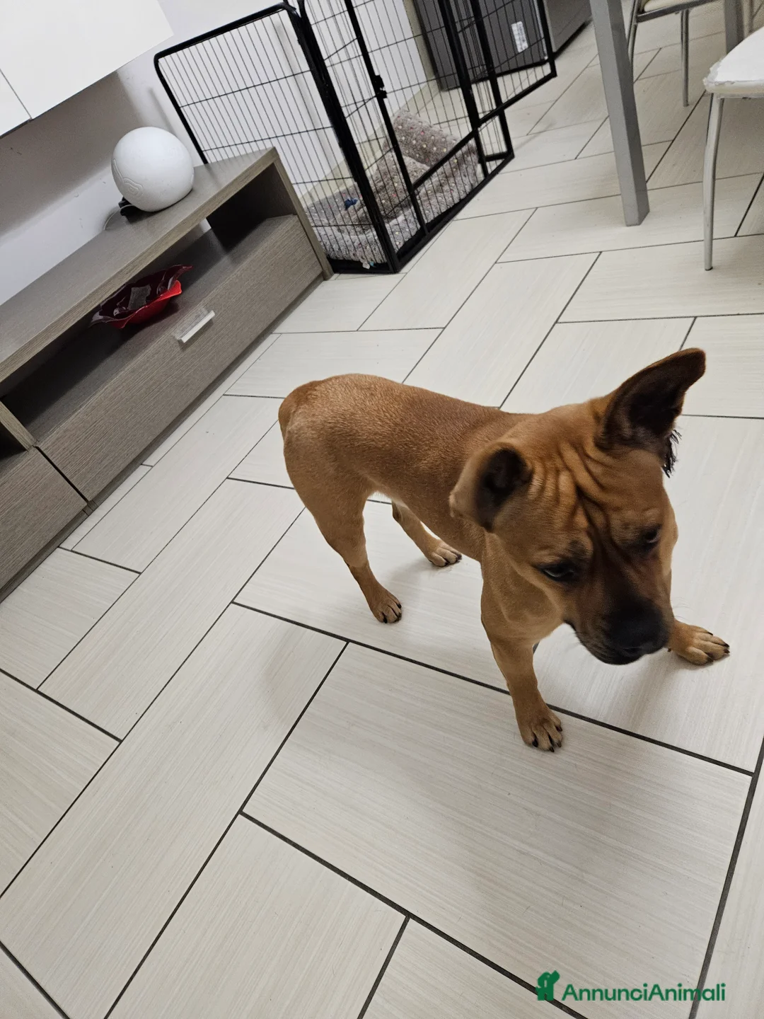 Meticcio cani in regalo: Meticcio (incrocio bull dog francese) - Annuncio 3