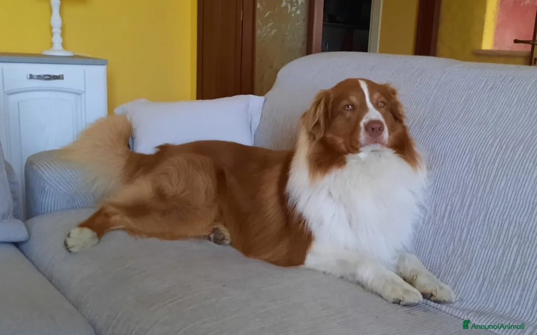 Australian Shepherd cani per accoppiamento: Pastore Australiano Maschio per accippiamento a Provincia di Pavia - Annuncio 2