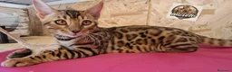 Bengala gatti in vendita: Bengala cucciole a Provincia di Treviso - Annuncio 1