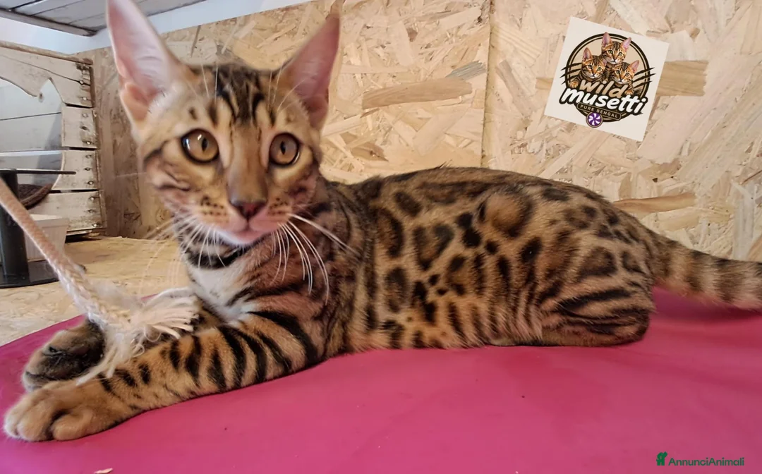 Bengala gatti in vendita: Bengala cucciole a Provincia di Treviso - Annuncio 1