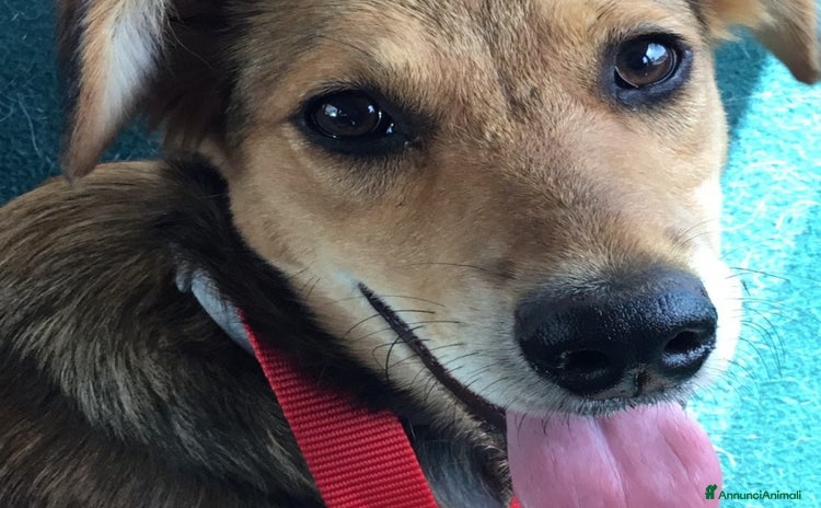 Meticcio cani a Milano - Annuncio 13