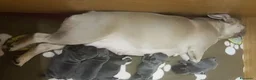 Bulldog Francese cani in vendita: Bulldog Francesi cuccioli in Allevamento - Annuncio 2