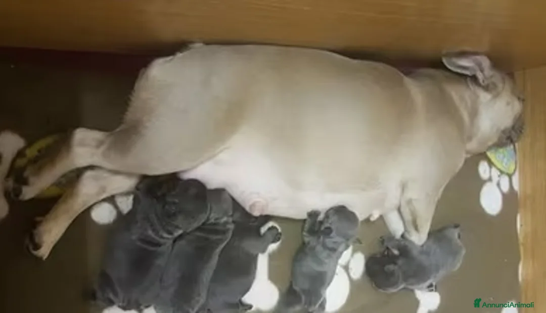 Bulldog Francese cani in vendita: Bulldog Francesi cuccioli in Allevamento - Annuncio 2