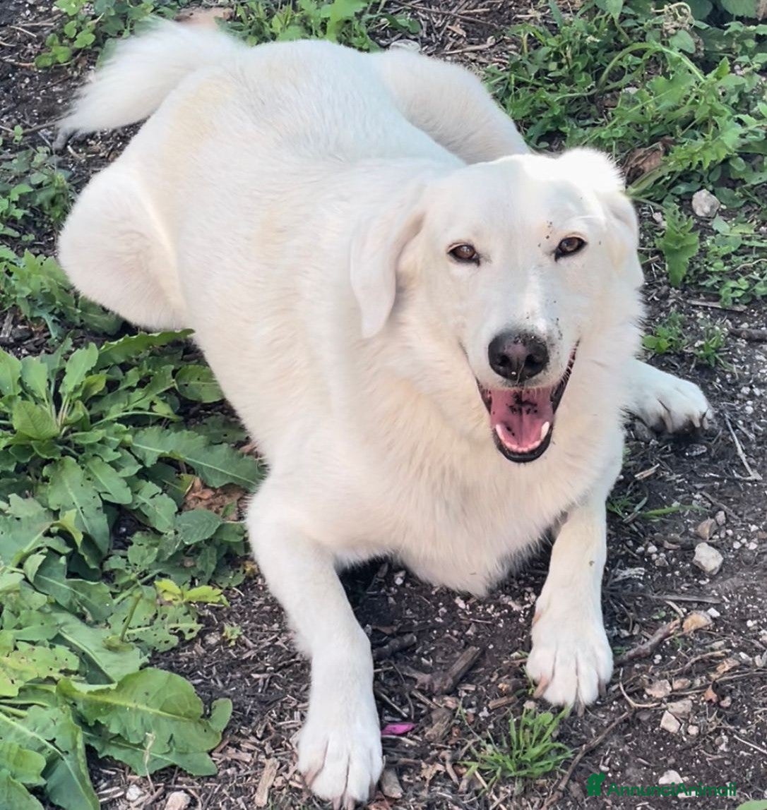 Meticcio cani ADOTTA LO SPLENDIDO CESARE - Annuncio 12