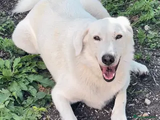 Meticcio cani ADOTTA LO SPLENDIDO CESARE - Annuncio 12