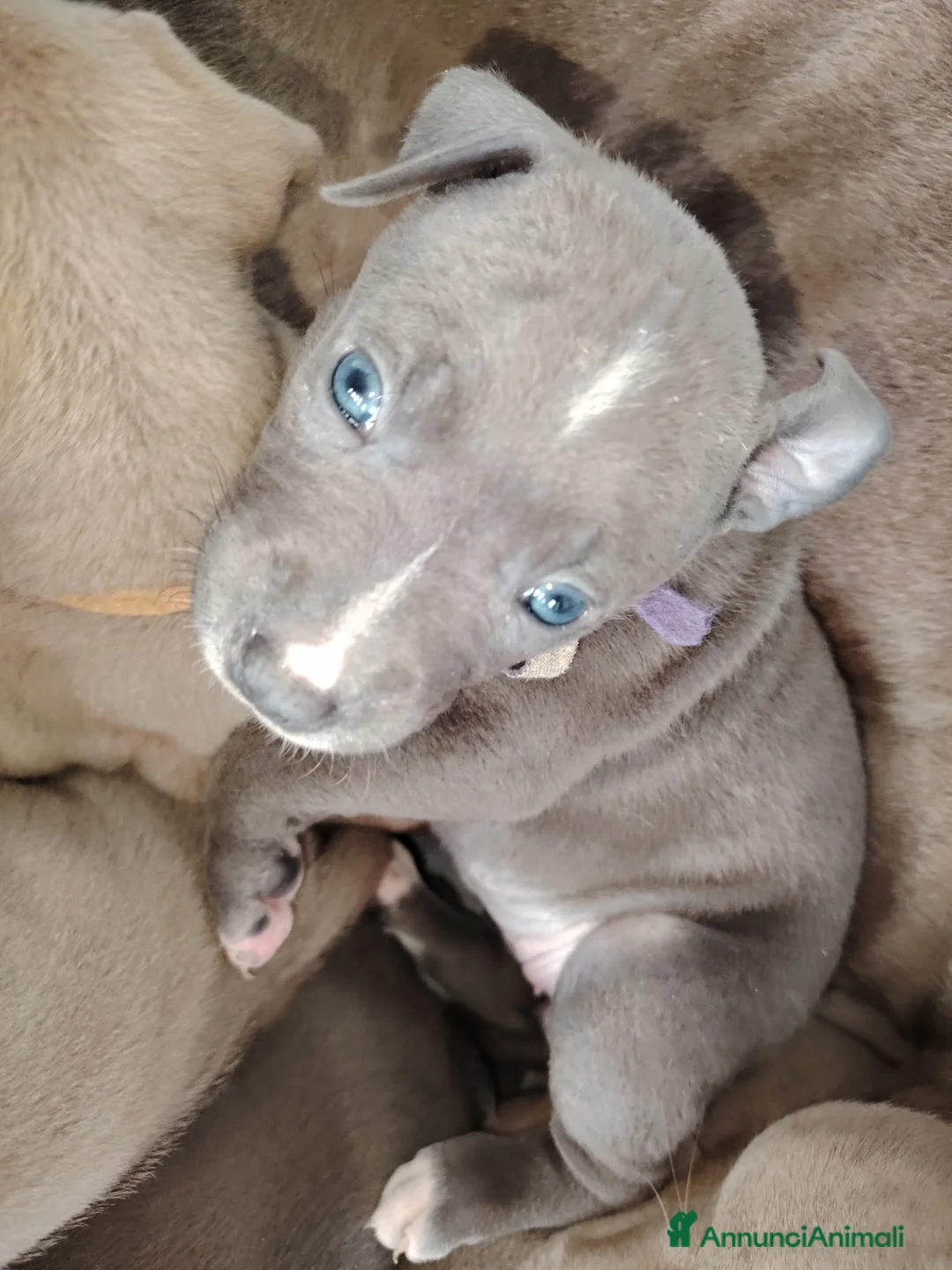 Pitbull cani in vendita: Meravigliosi e ricercati cuccioli di Pitbull - Annuncio 11