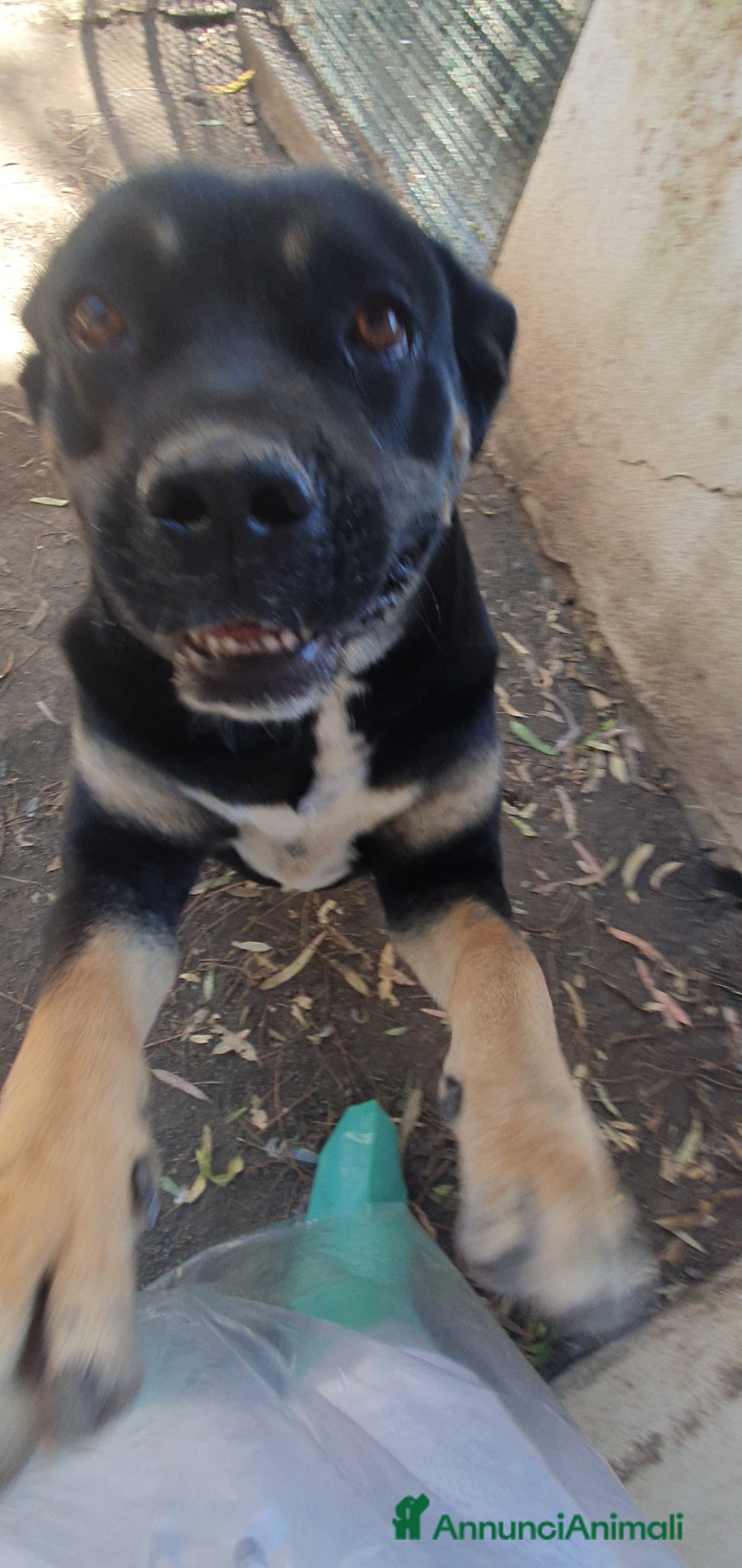 Meticcio cani Trudy, bellissima meticcia in canile - Annuncio 3