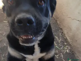 Meticcio cani Trudy, bellissima meticcia in canile - Annuncio 1