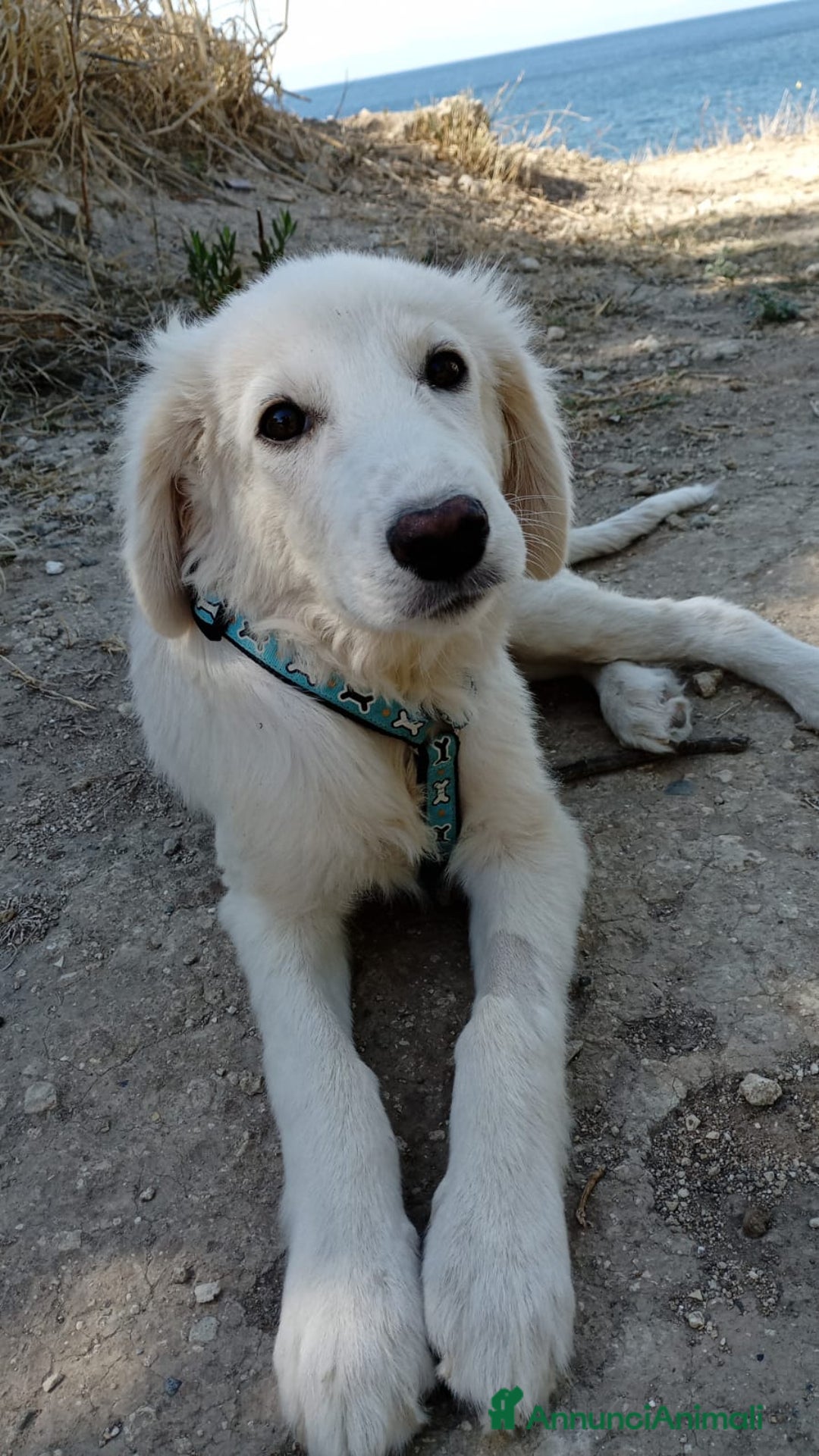 Altre razze cani in regalo: Toby splendido mix golden cerca casa - Annuncio 3