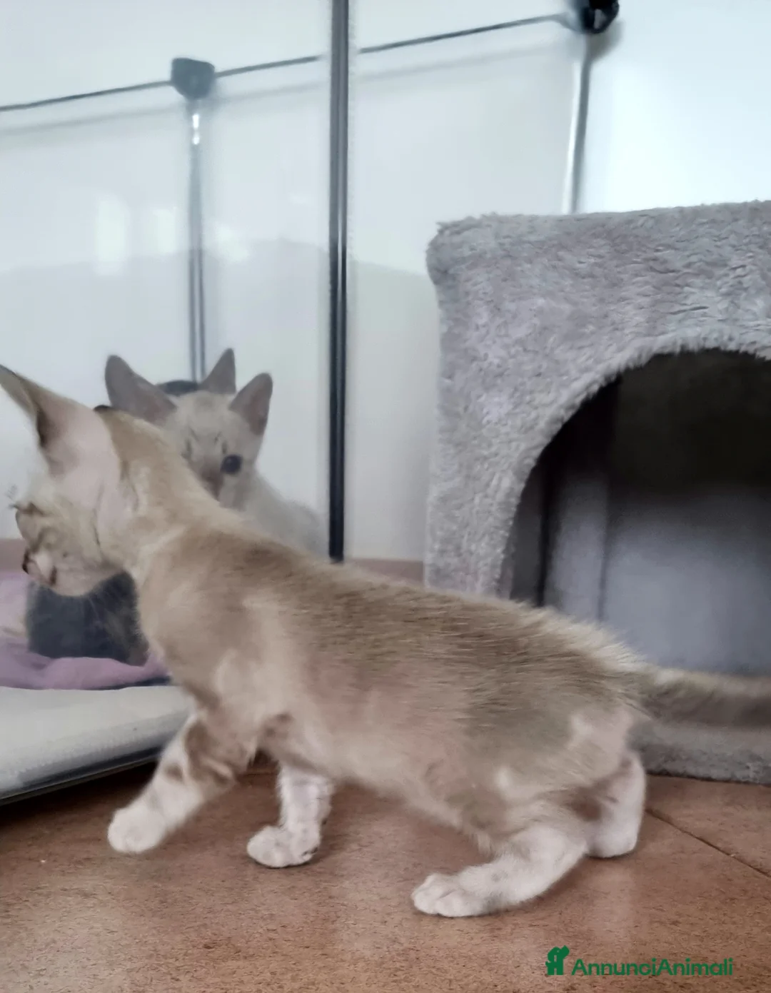 Bengala gatti in vendita: Cucciolo Bengala Snow marble Pedigree  - Annuncio 6