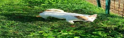 Jack Russell cani in regalo: Jack Russell  - Annuncio 2