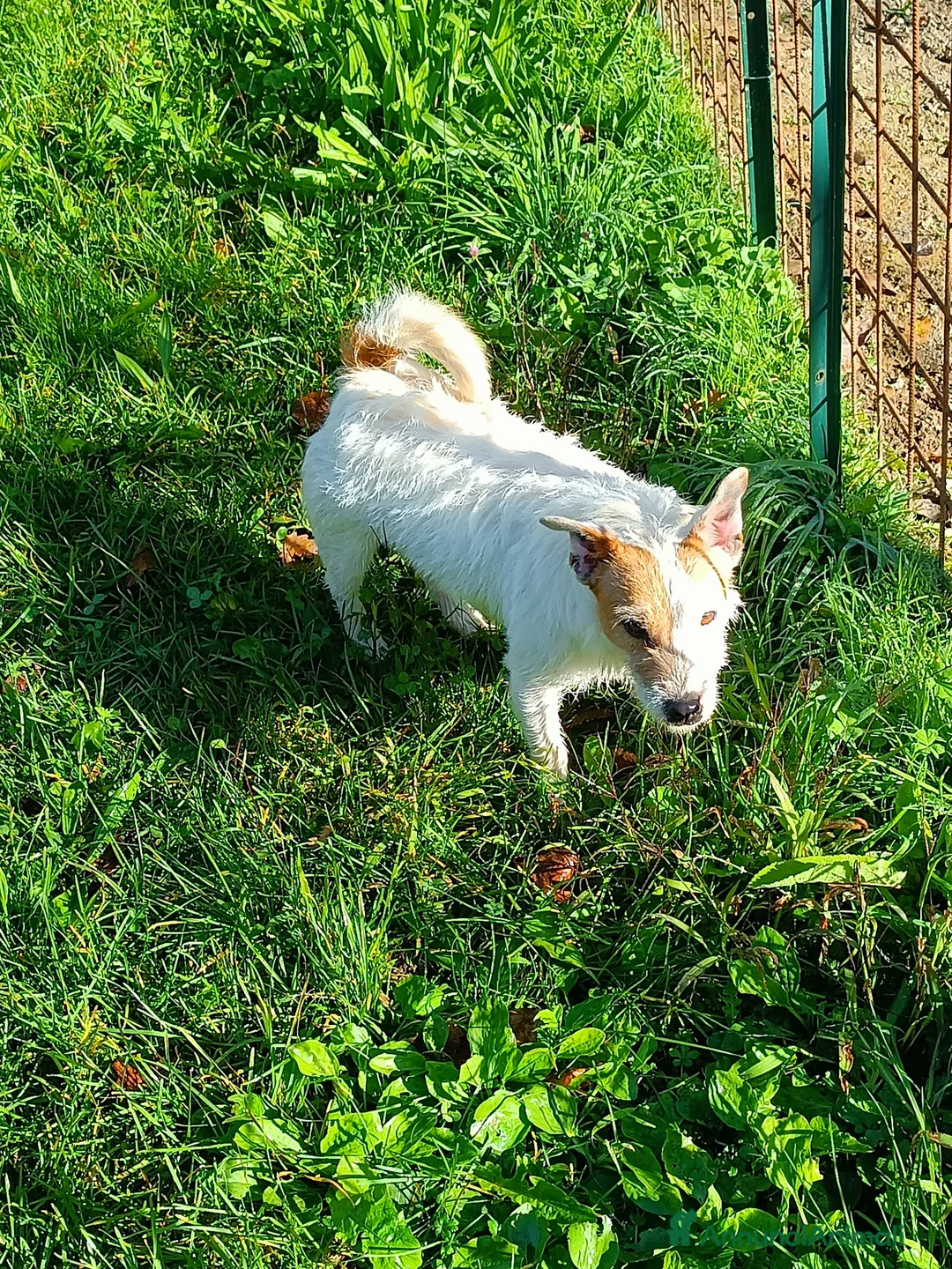 Jack Russell cani in regalo: Jack Russell  - Annuncio 2