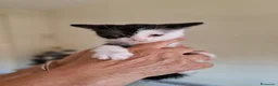 Meticcio gatti in regalo: Scacco gattino bellissimo - Annuncio 4