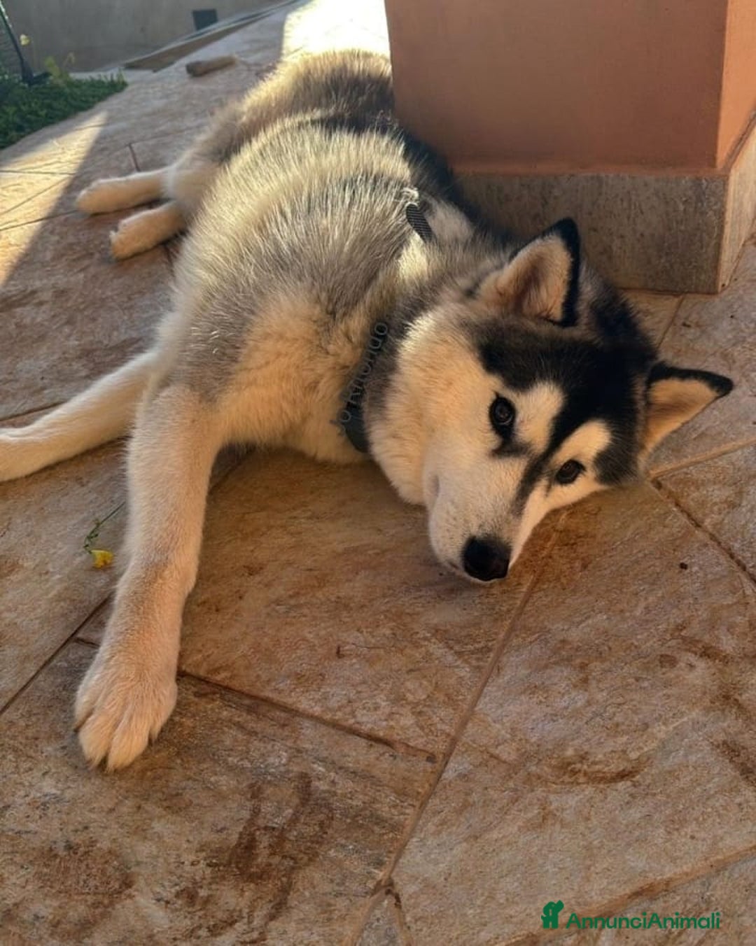 Husky cani in regalo: CLOUD HUSKY CERCA CASA URGENTE - Annuncio 2