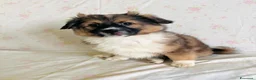 Meticcio cani in regalo: Cucciolo tg piccola 3 mesi - Annuncio 4
