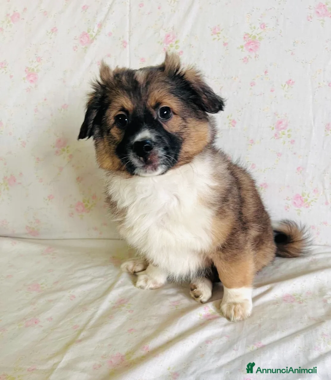 Meticcio cani in regalo: Cucciolo tg piccola 3 mesi - Annuncio 4