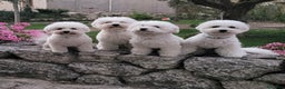 Bichon cani in vendita: cuccioli di bichon frise- prenotazioni in corso - Annuncio 5