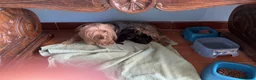 Yorkshire cani in vendita: Cuccioli maschi di yorkshire  - Annuncio 5