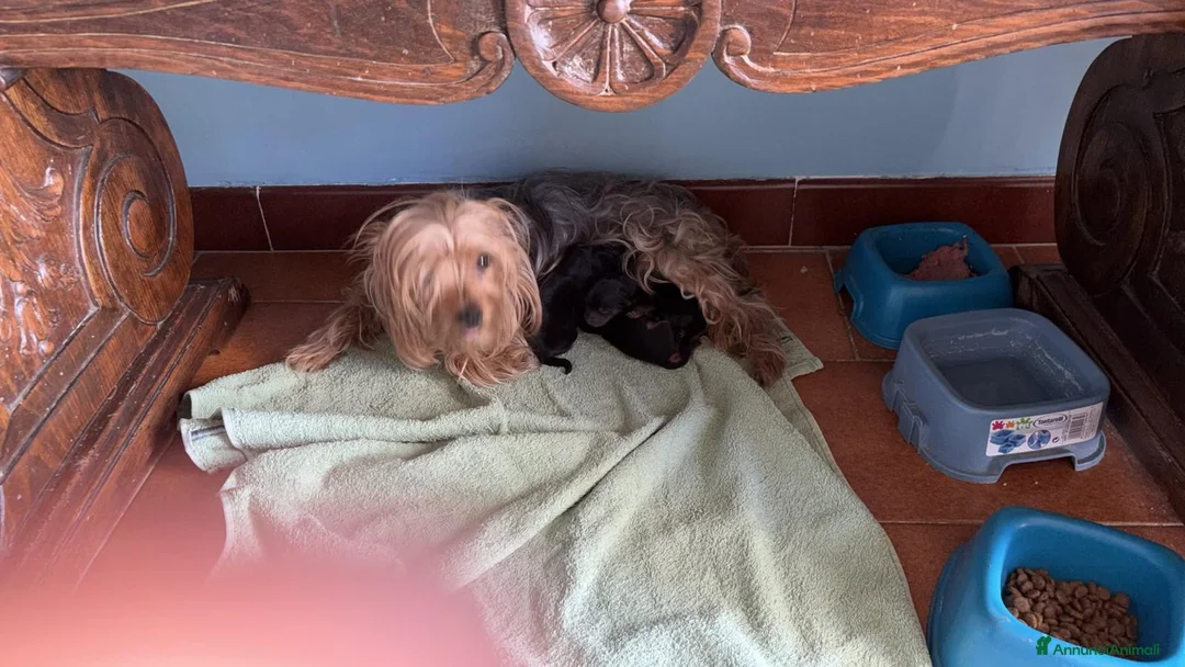 Yorkshire cani in vendita: Cuccioli maschi di yorkshire  - Annuncio 5