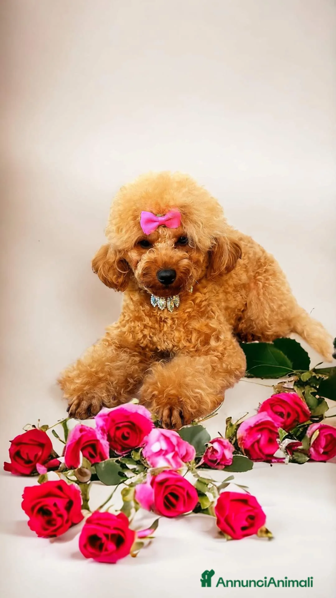 Barboncino Toy cani in vendita: Barboncino Toy Mini Toy cuccioli  a Provincia di Lucca - Annuncio 7