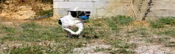 Meticcio cani in regalo: Pedro 2 anni,merita una famiglia - Annuncio 6