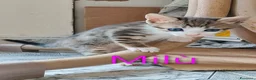 Europeo gatti in regalo: Milù bellissima micina con gli occhi blu - Annuncio 1