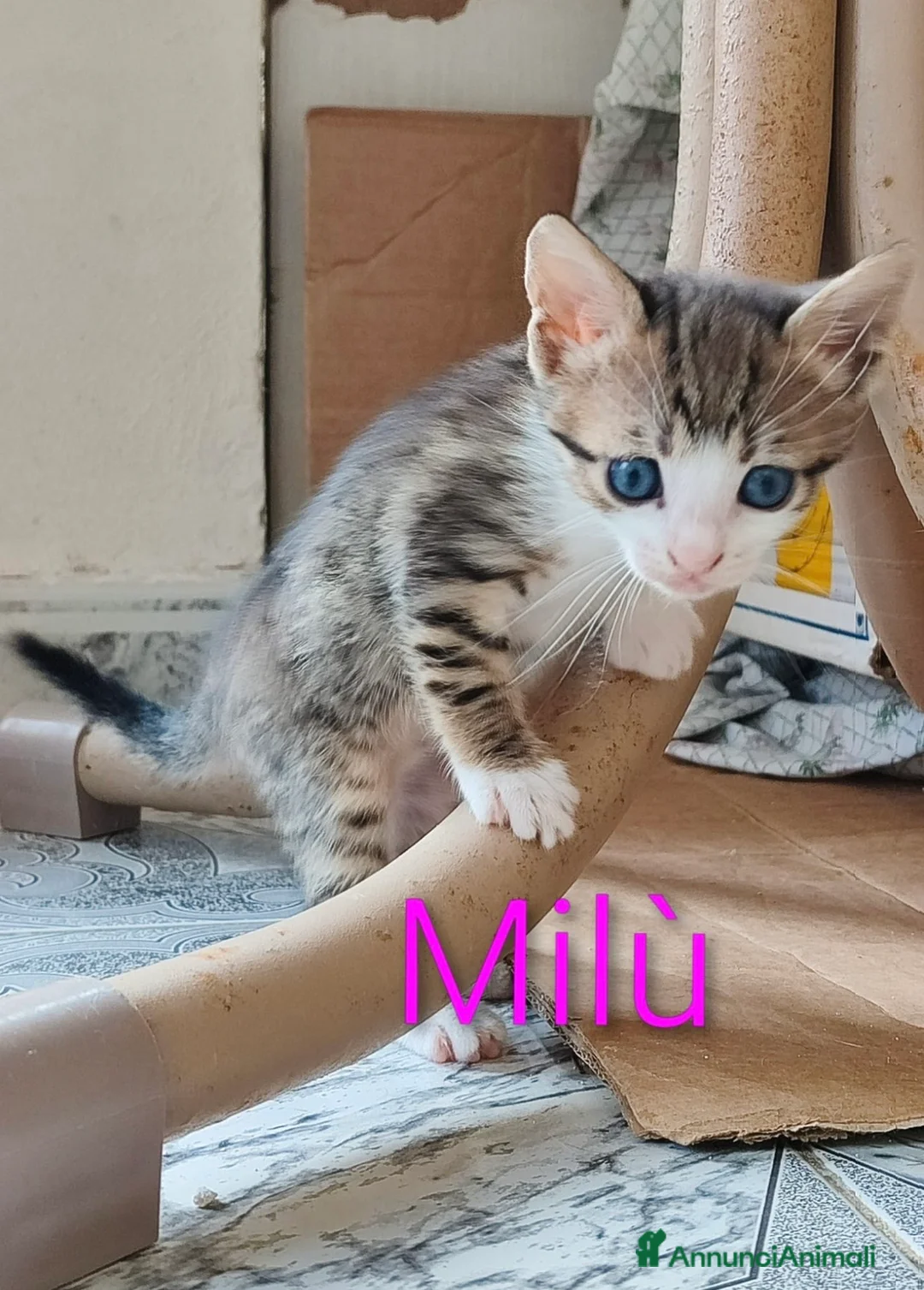 Europeo gatti in regalo: Milù bellissima micina con gli occhi blu - Annuncio 1