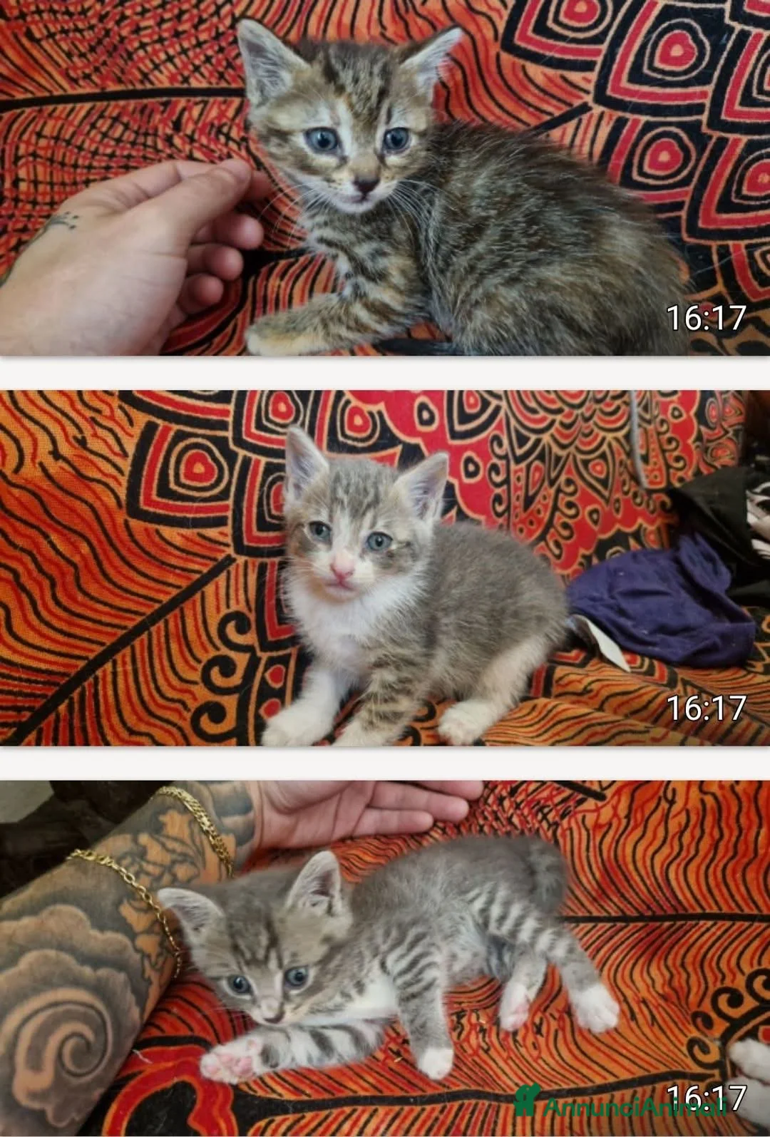 Europeo gatti in regalo: Fratellini stupendi  - Annuncio 1