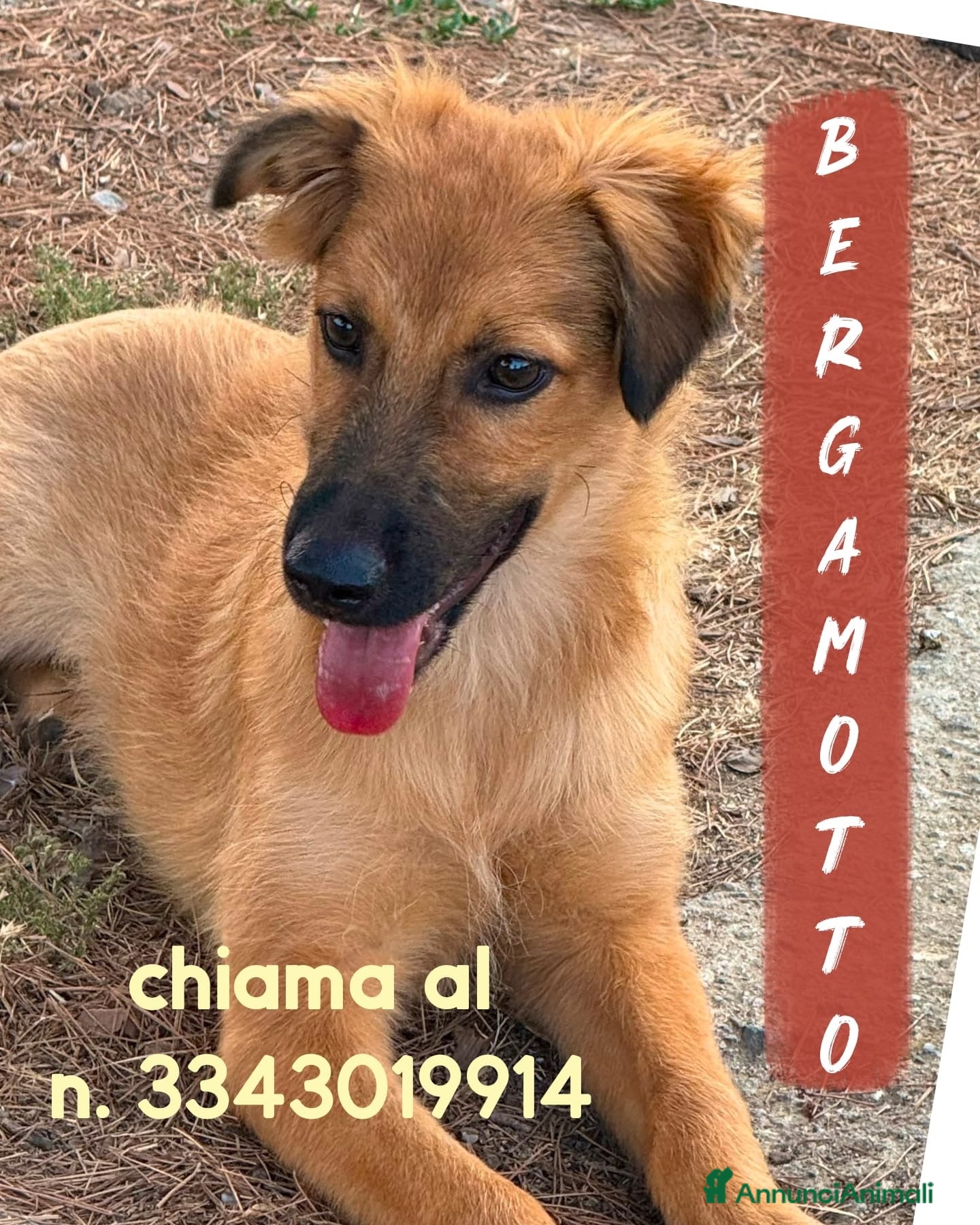 Meticcio cani BERGAMOTTO💙IL BRUTTO È PASSATO.ORA TOCCA IL BELLO - Annuncio 38
