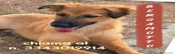 Meticcio cani in regalo: BERGAMOTTO💙IL BRUTTO È PASSATO.ORA TOCCA IL BELLO a Provincia di Vicenza - Annuncio 1